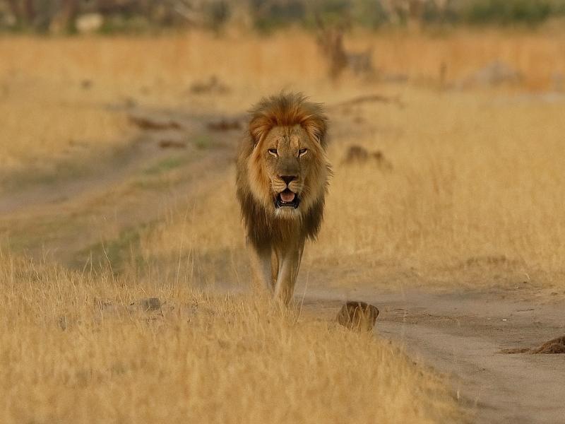 4-Day Chobe, Victoria Falls & Hwange Tour