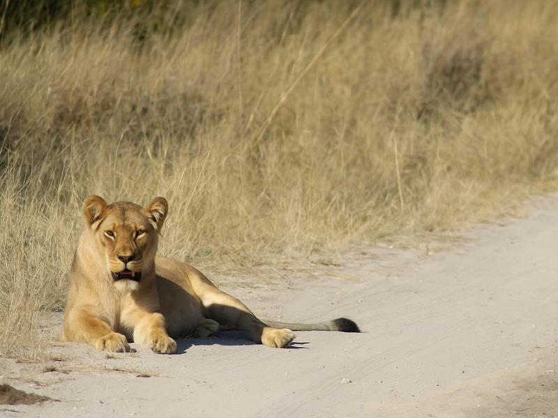 6-day Hwange, Chobe & Victoria Falls Combo