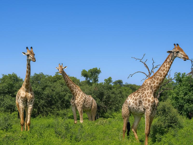 Day Trip to Chobe from Victoria Falls, Zimbabwe