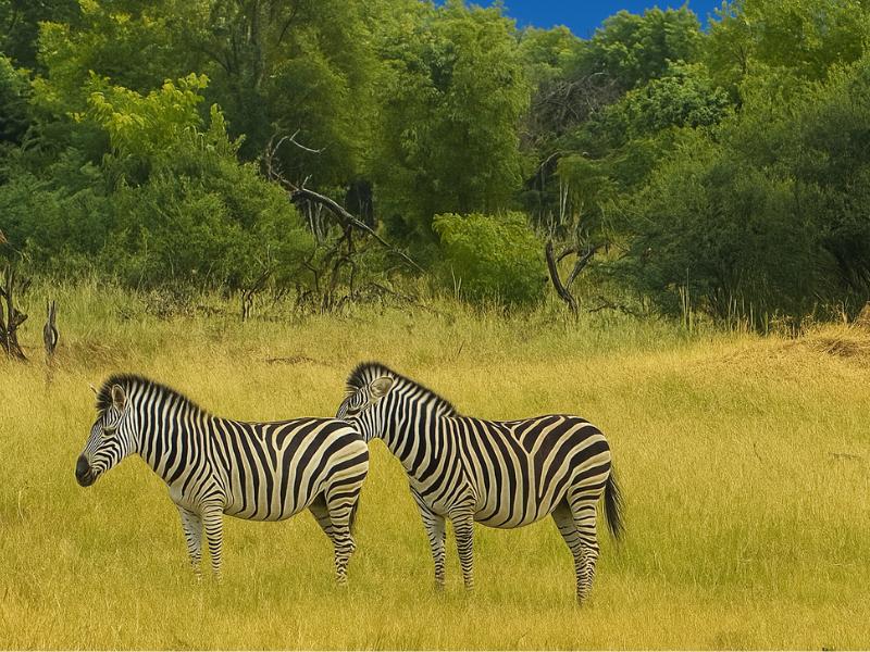 Chobe National Park Full Day Safari + boat cruise(Botswana)