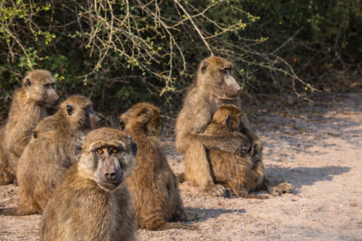 hacma baboons resting beside a safari road in Chobe National Park