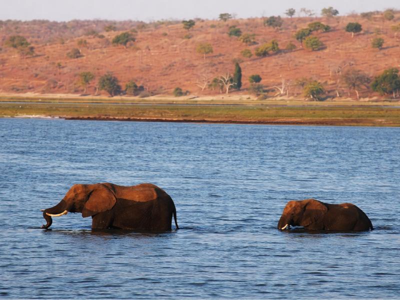 From Victoria Falls: Chobe National Park & Okavango Delta Safari Tour